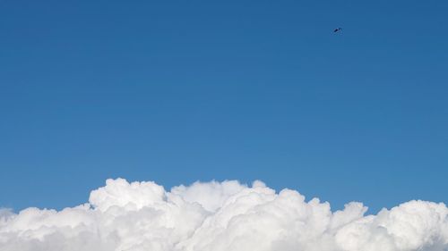 Low angle view of bird flying against blue sky