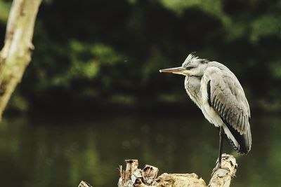 High angle view of gray heron perching on tree by lake