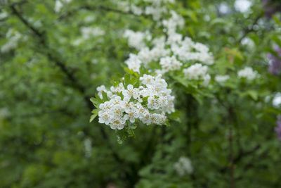 Close-up of white flowering plant