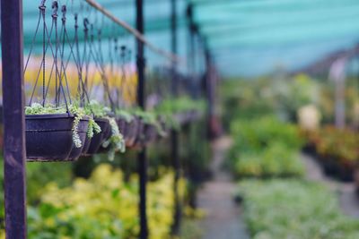 Close-up of metal fence against plants