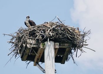 Low angle view of bird perching on nest against sky