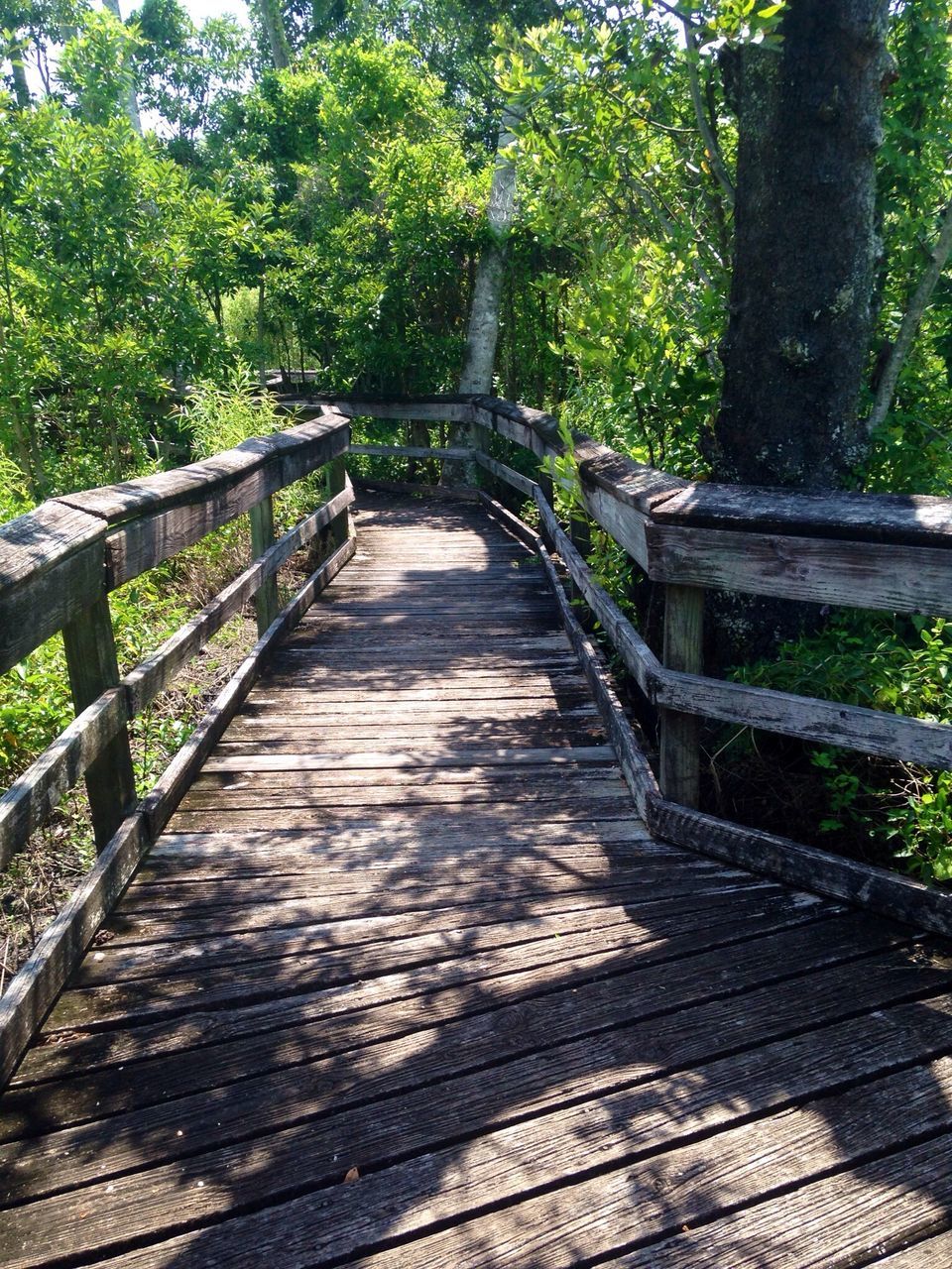 tree, the way forward, wood - material, forest, footbridge, railing, tranquility, growth, nature, wooden, park - man made space, boardwalk, diminishing perspective, tranquil scene, wood, bridge - man made structure, sunlight, footpath, beauty in nature, walkway