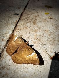 High angle view of butterfly on leaf