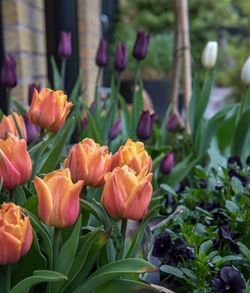 Close-up of tulips blooming outdoors