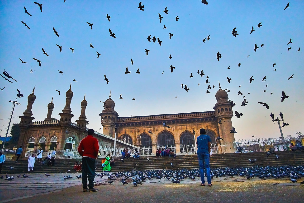 FLOCK OF BIRDS FLYING IN CITY