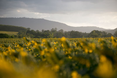 Scenic view of oilseed rape field against sky