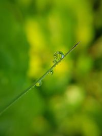 Close-up of wet insect on grass