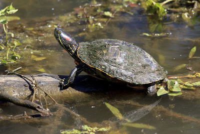 High angle view of turtle in lake