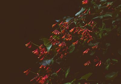 Plants growing in the dark