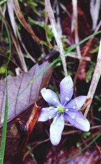 Close-up of flowers