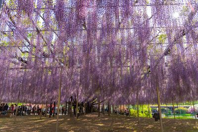 View of purple flowering plants in park