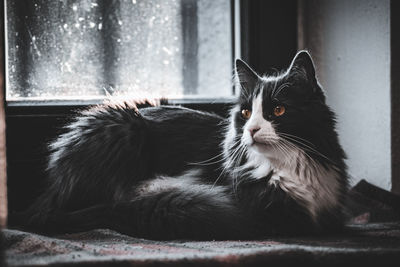 Close-up of a cat looking away