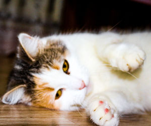 Close-up of a cat lying on floor