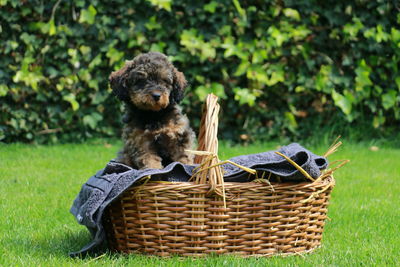 Close-up of dog in basket