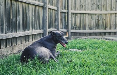 Black dog on grass