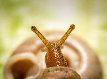 Macro shot of a small farm snail, in front of it another snail.