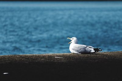 Seagull perching on railing