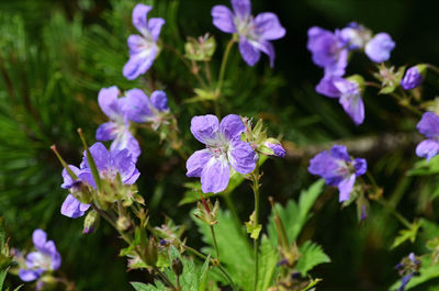 Close-up of purple flowering plants