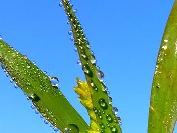 Close-up of wet plant against clear blue sky