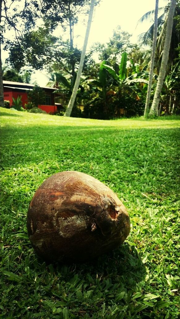 CLOSE-UP OF TURTLE ON FIELD