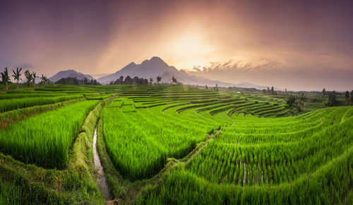The natural beauty of rice fields with a beautiful mountain panorama in the morning