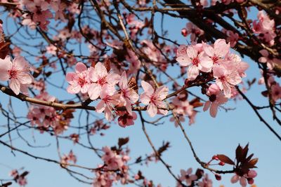 Low angle view of cherry blossom