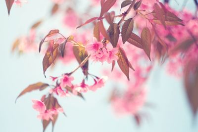 Close-up of pink flowers on branch