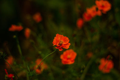 Close-up of orange flower against blurred background