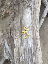 Close-up of yellow leaf