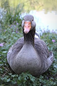 Close-up of duck on field
