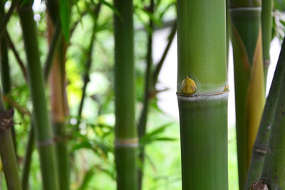 Close-up of bamboo plant