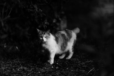 Close-up portrait of cat sitting outdoors