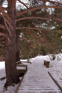 Trees on shore against sky