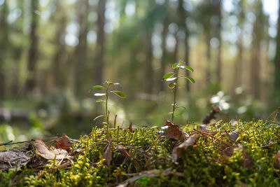 Young sprouts of shoots are drawn to the sun. the awakening of life and plants in the forest.