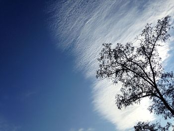 Low angle view of trees against blue sky