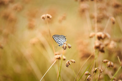 A white butterfly during summer