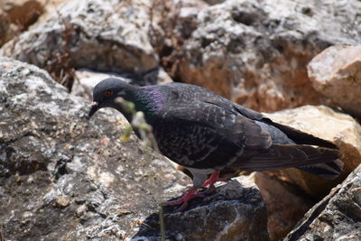 Close-up of bird perching on rock