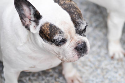 Close-up of a dog looking away