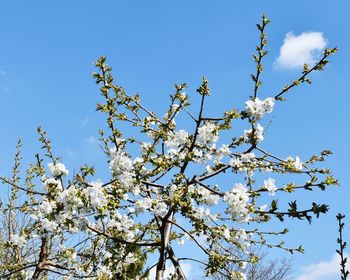 Low angle view of apple blossoms in spring against blue sky