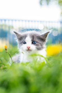 Portrait of cat with green eyes