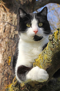 Close-up portrait of a cat