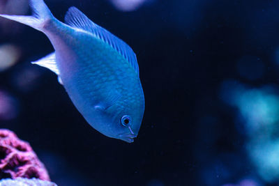 Close-up of fish swimming in aquarium