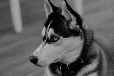 Close-up of a dog