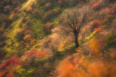 Trees in forest