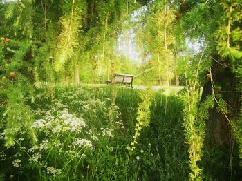 View of trees in forest