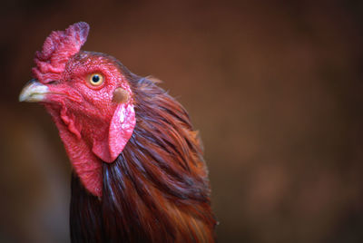 Close-up of rooster