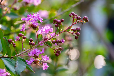 Close-up of pink flowering plant