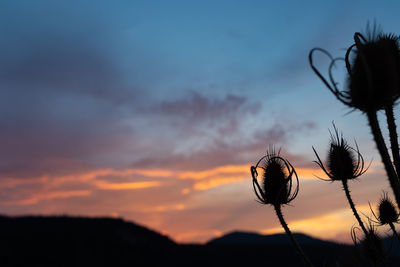 Close-up of silhouette plant against sky at sunset