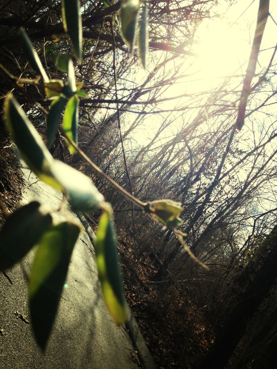 growth, plant, leaf, sunlight, nature, close-up, sun, water, branch, beauty in nature, lens flare, sunbeam, outdoors, day, tranquility, no people, stem, twig, focus on foreground, growing