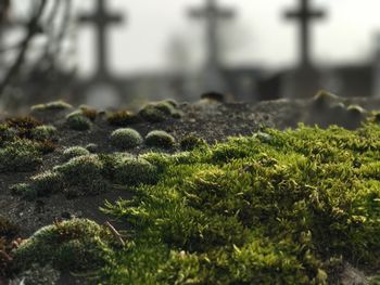 Close-up of fresh green plants